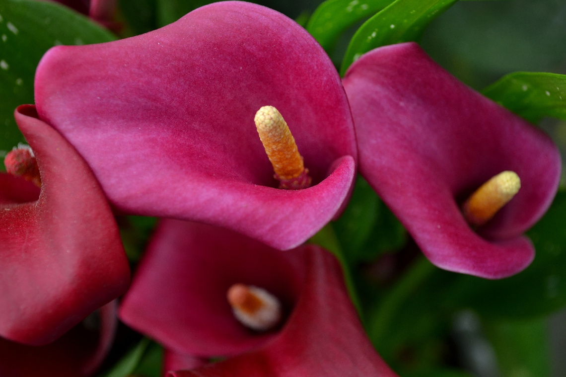 Copo de leite rosa