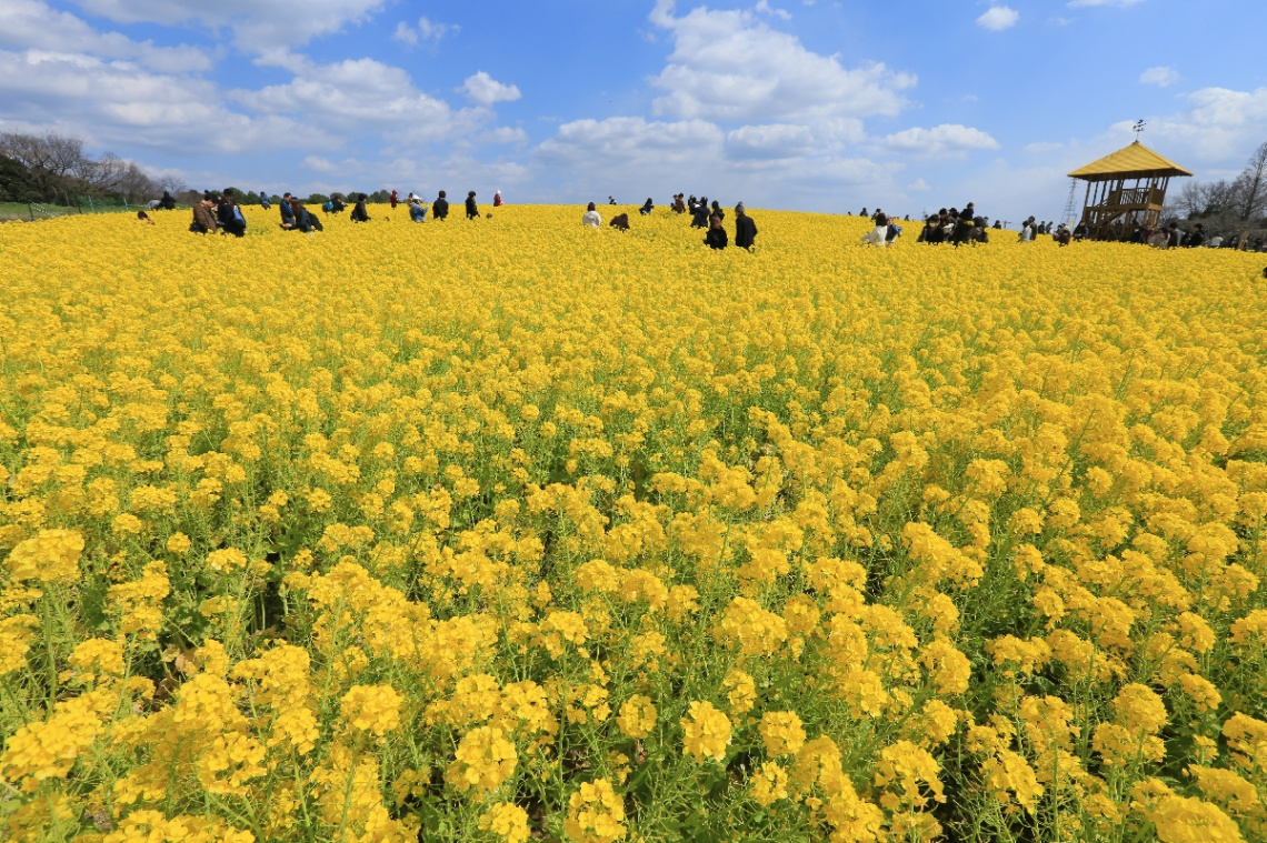 Yellow & yellow