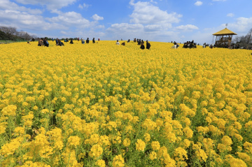 Yellow & yellow