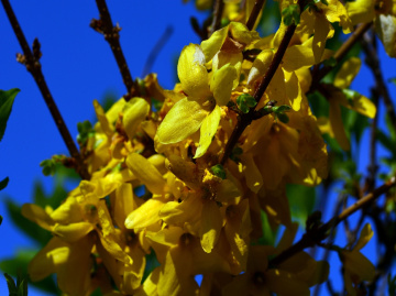 FRÜHLING