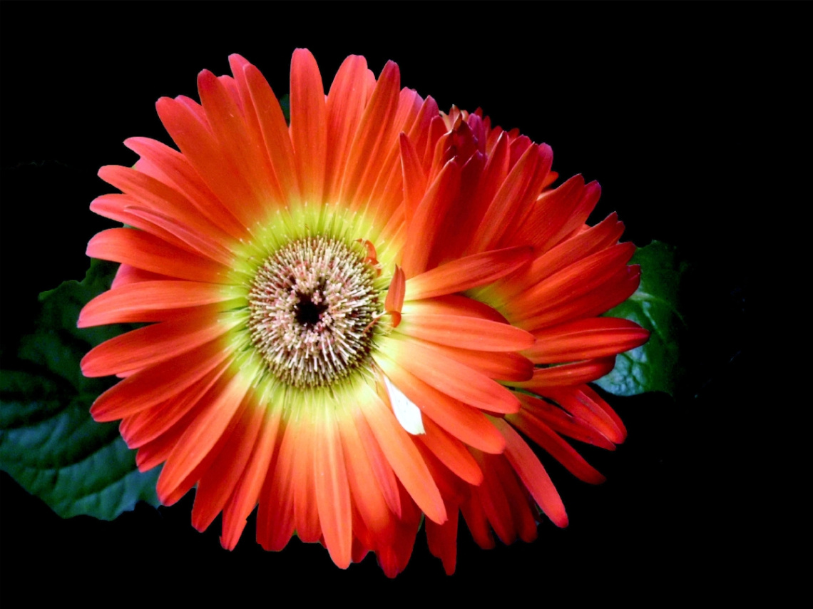 BLUMEN