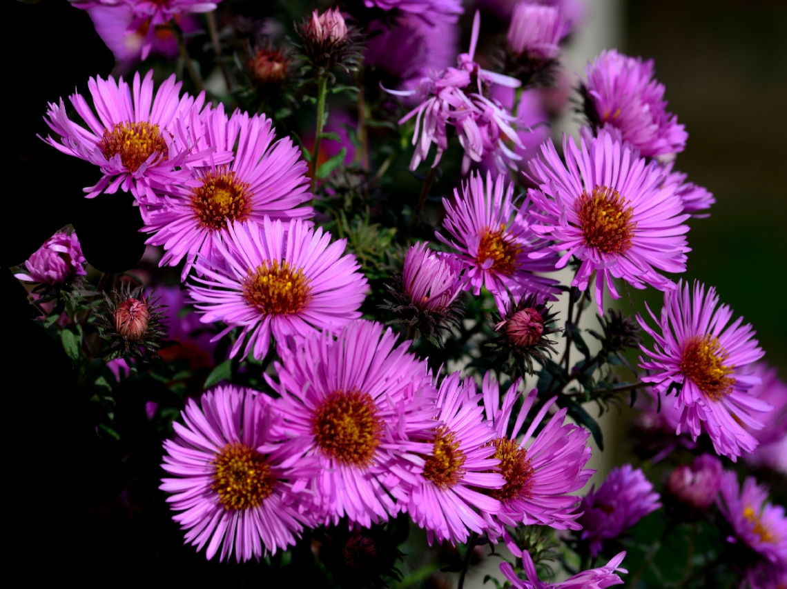 BLUMEN
