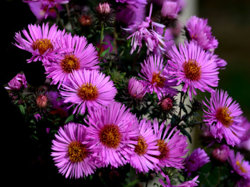 BLUMEN