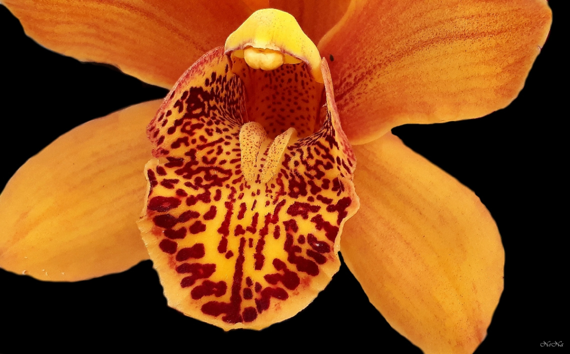 Detalhes