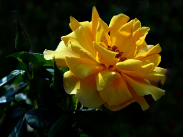 BLÜTE