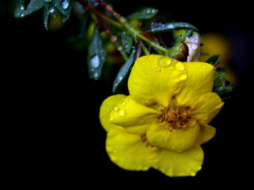 BLÜTE