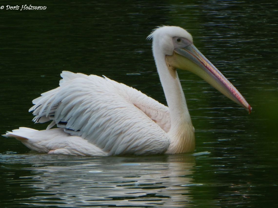 pelican