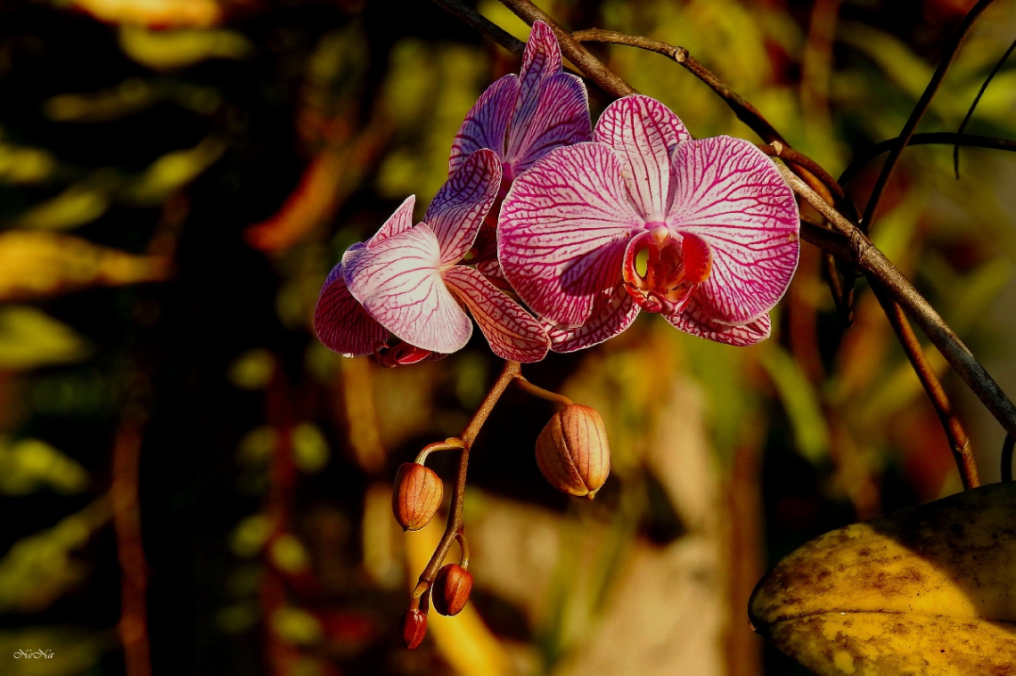 Wanda's orchid