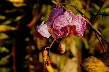 Wanda's orchid