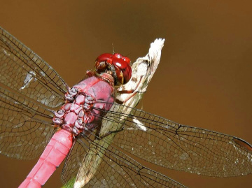 Macro