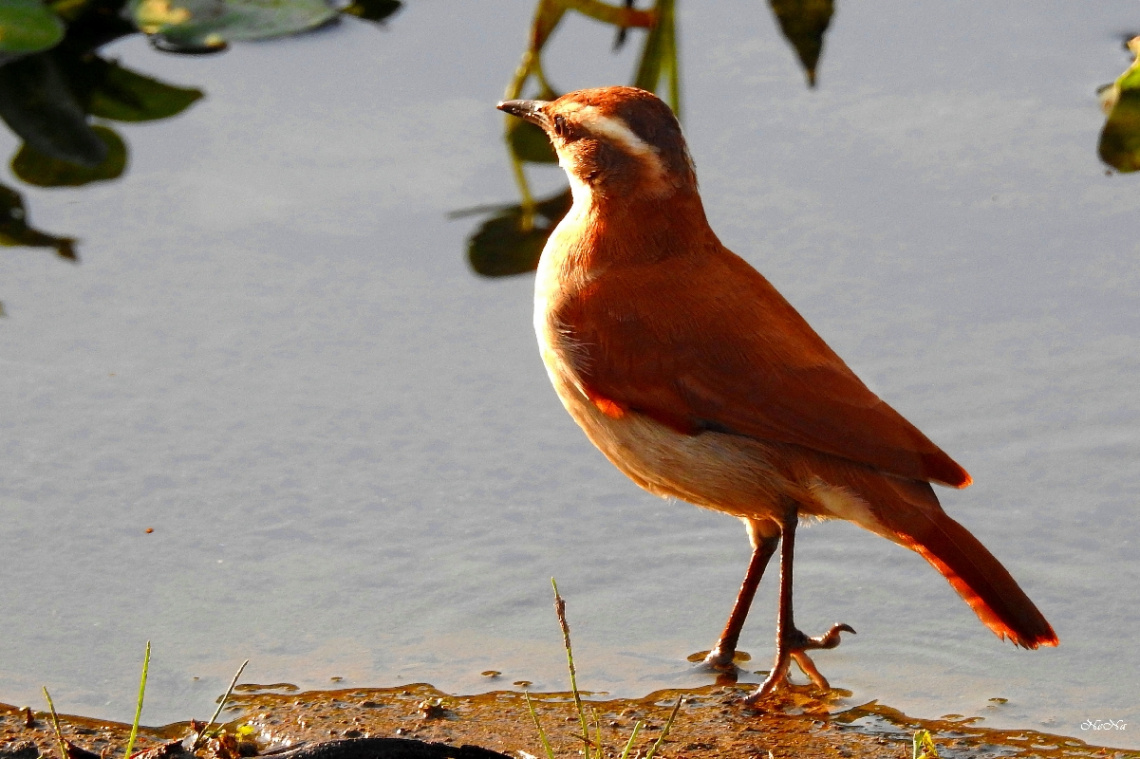 Piratic Flycatcher