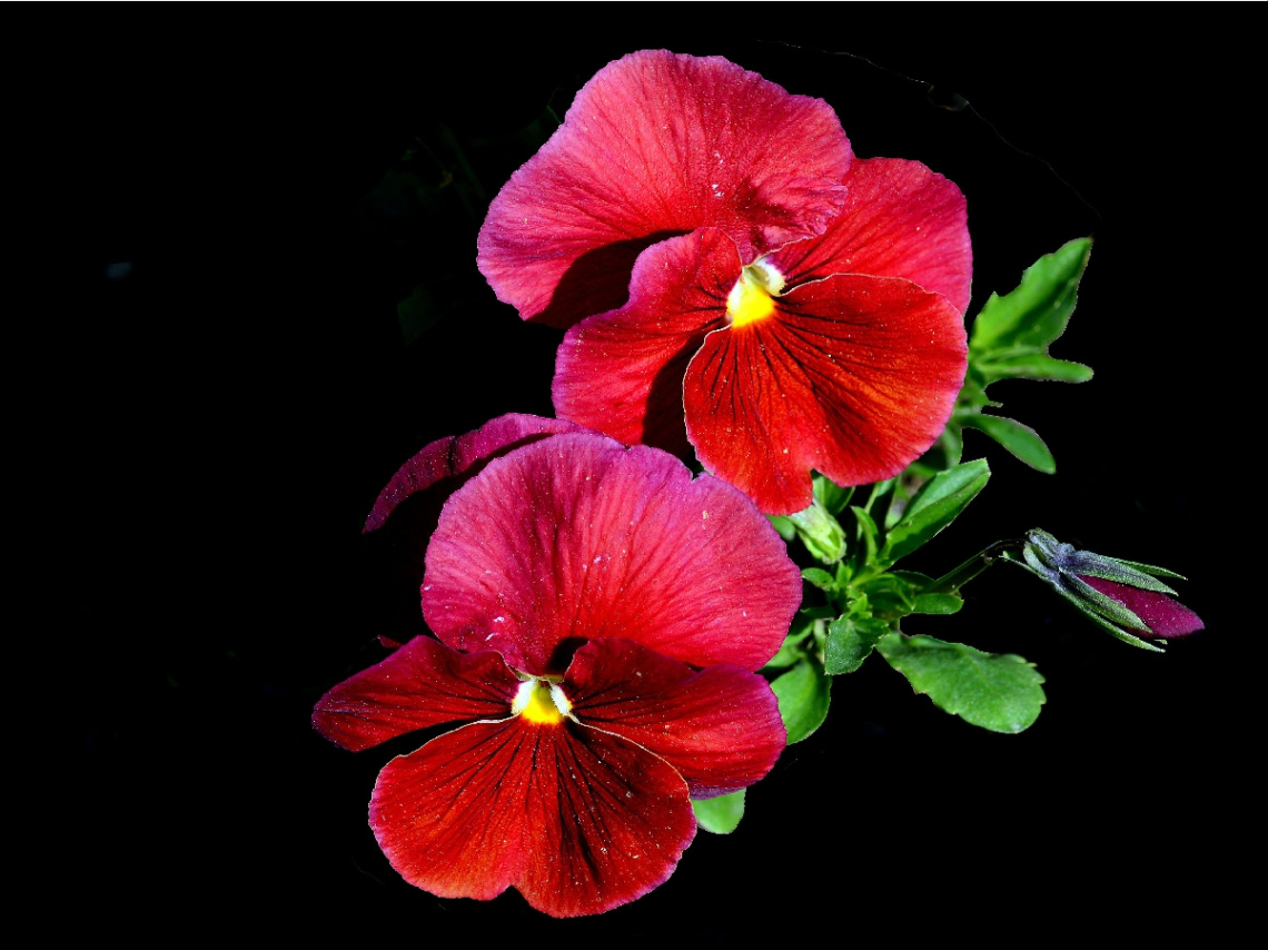 BLÜTEN