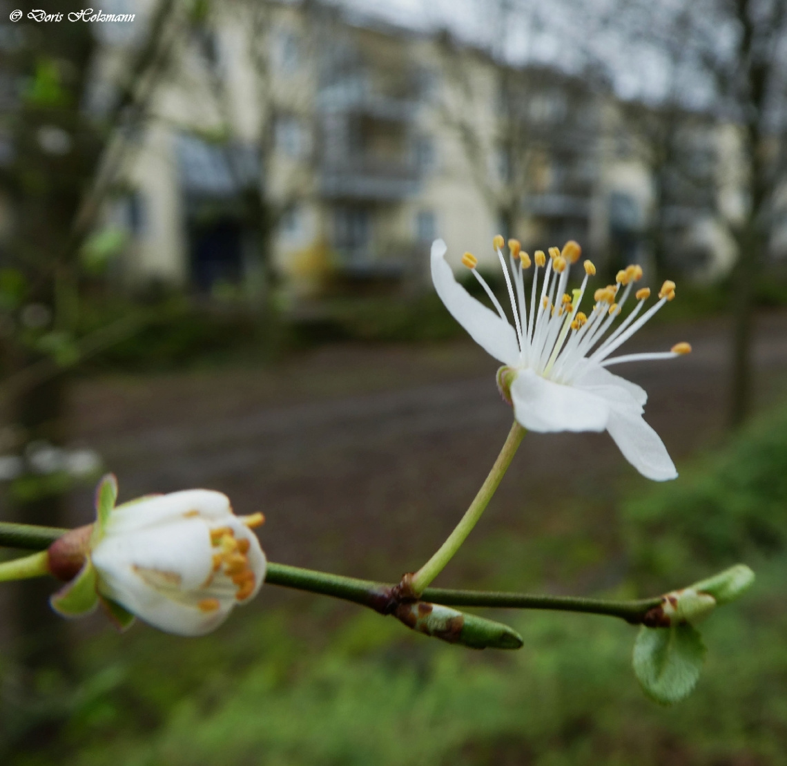 blossom