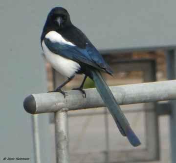 magpie 