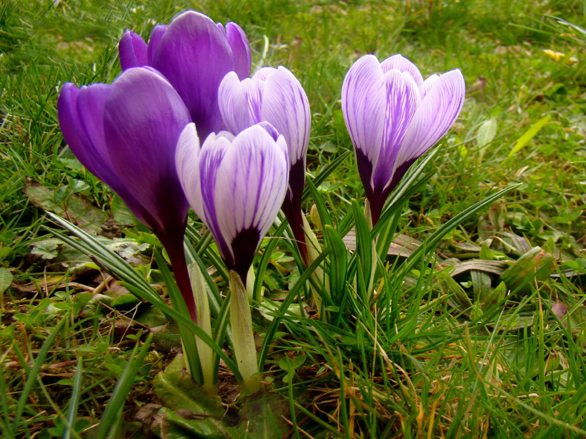 BLÜTEN