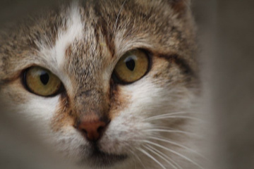 Kedi 