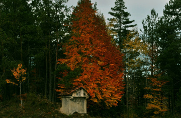 ORMAN