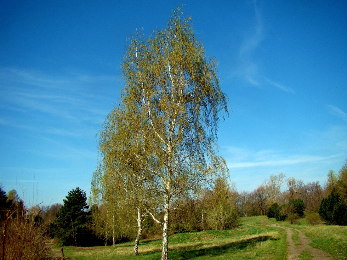 FRÜHLING