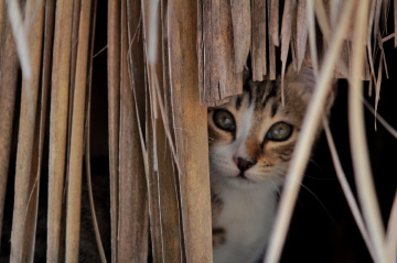 Kedi