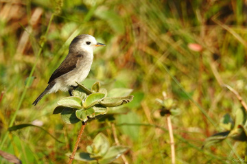 White-headed  Marsh-Tyrant