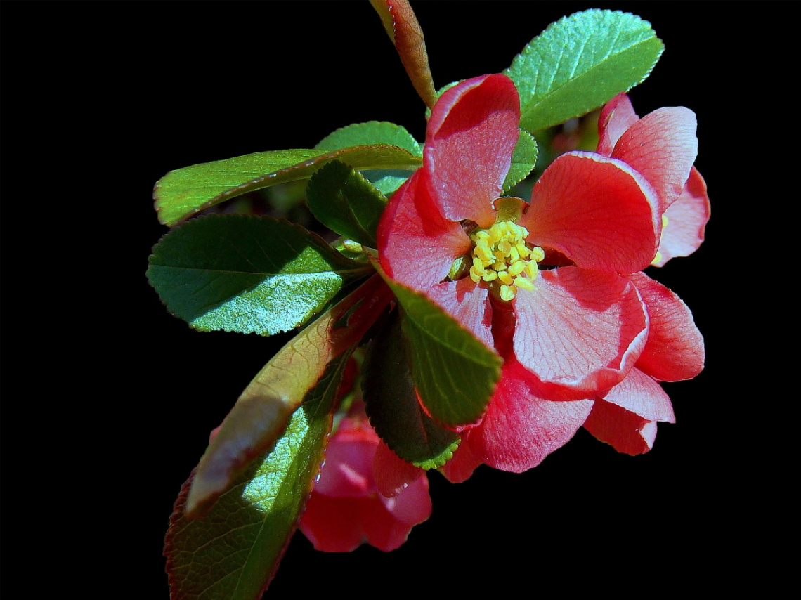 BLÜTEN