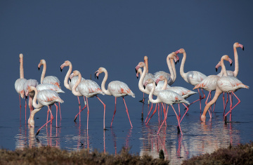 flamingo