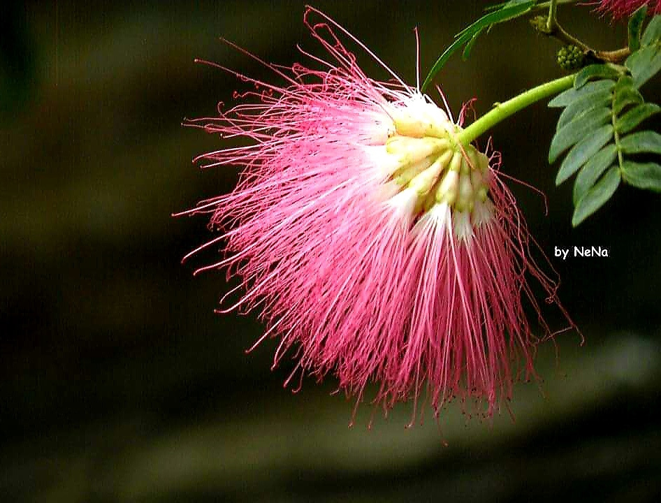 Caliandra