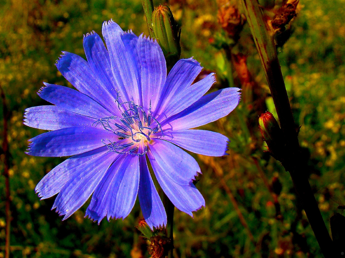 BLÜTE