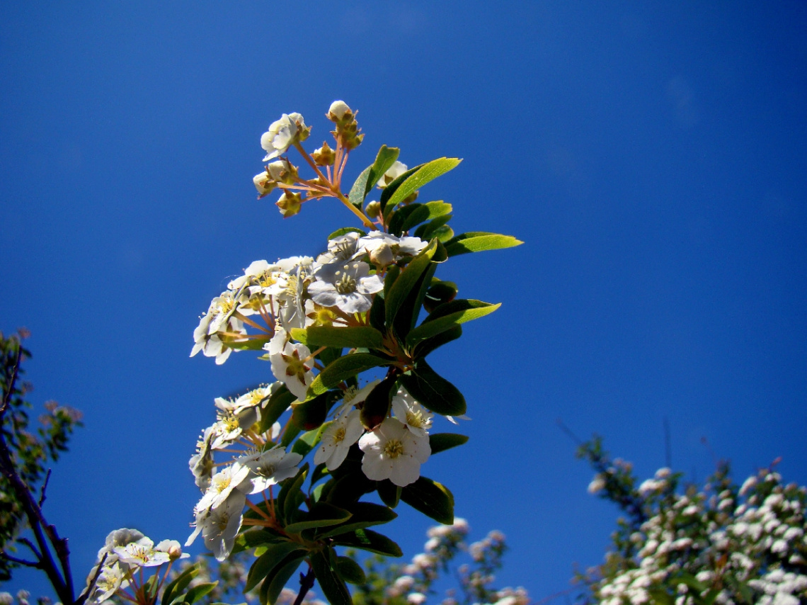 FRÜHLING