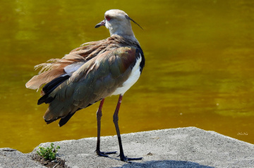 Southern Lapwing