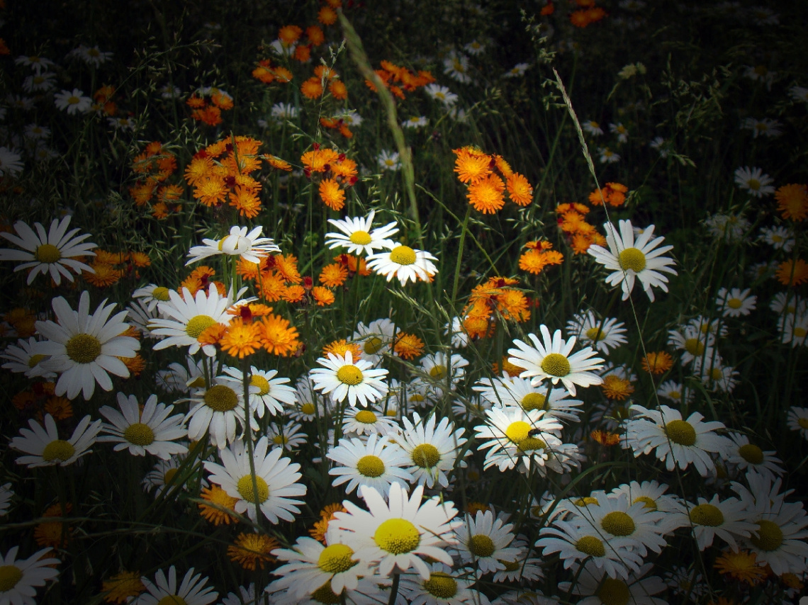 BLÜTEN