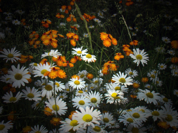 BLÜTEN