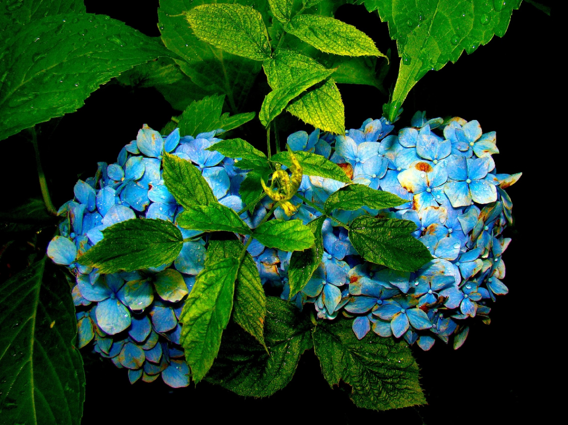 BLÜTEN