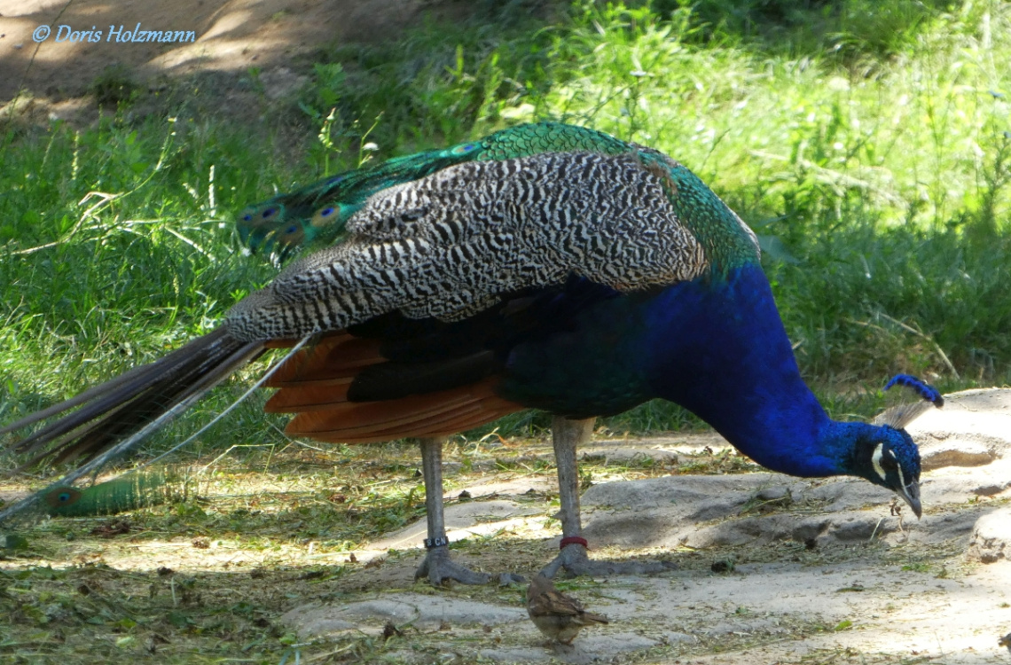 peacock 