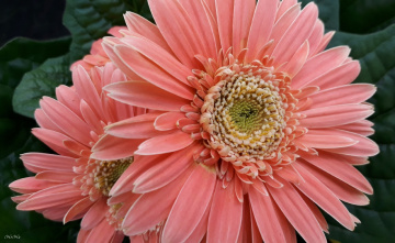 Gerbera