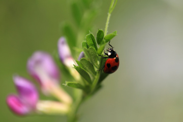 Ladybug