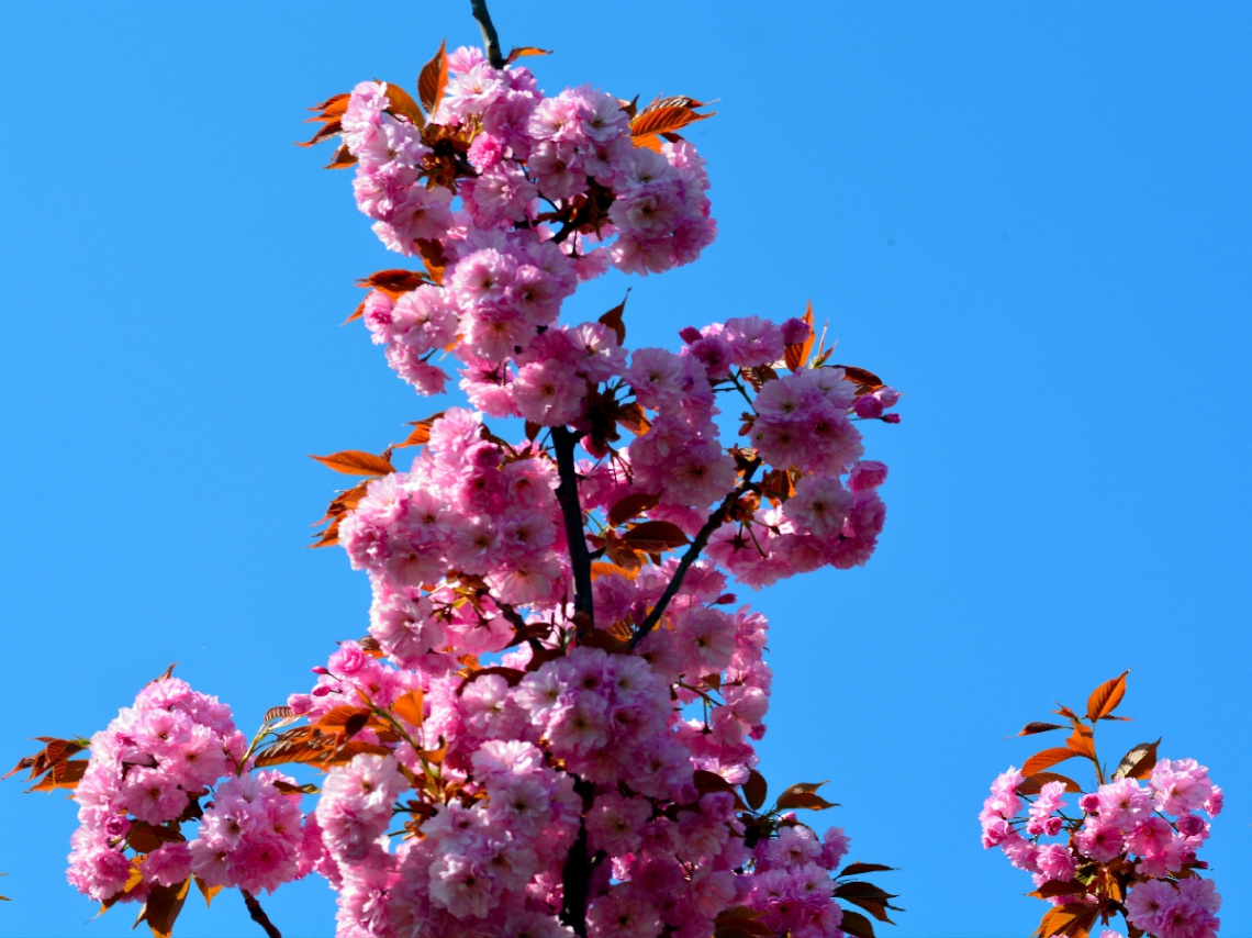 BLÜTEN