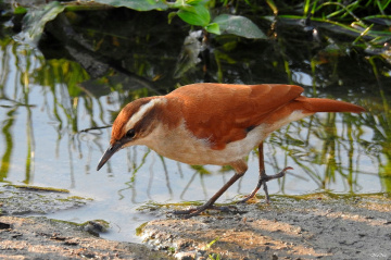 Piratic Flycatcher