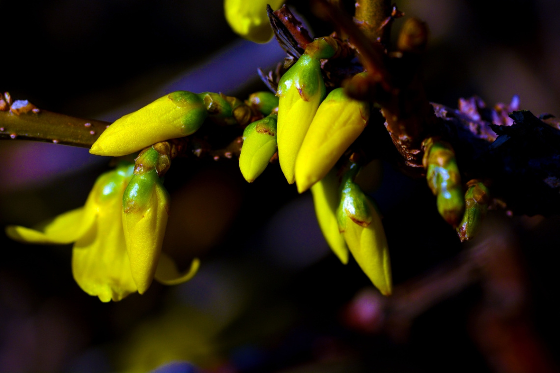 FRÜHLING