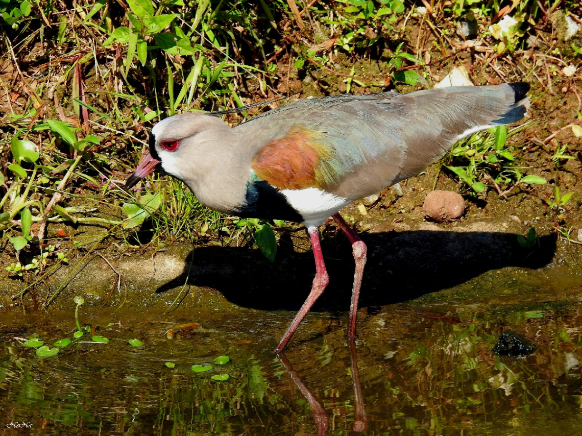 Southern Lapwing