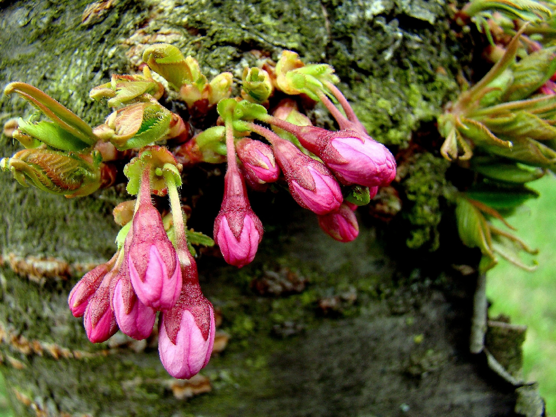 BLÜTEN