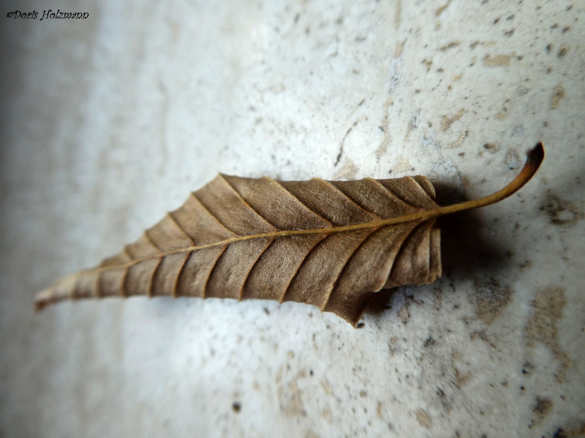leaf