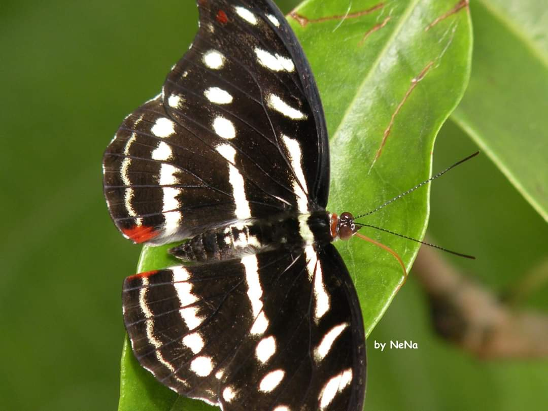 Borboleta 