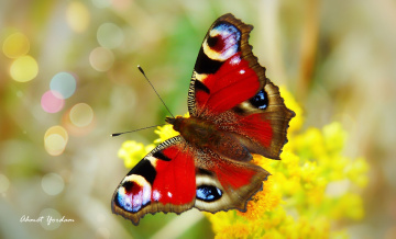 Makro 2020