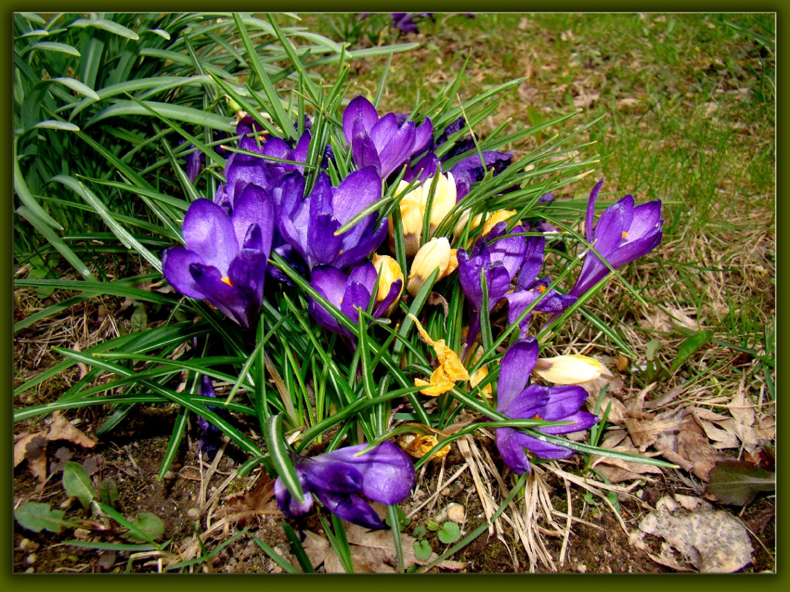 BLÜTEN