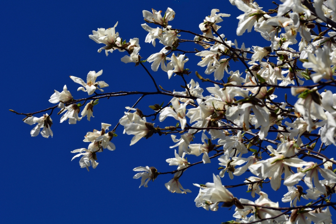 FRÜHLING
