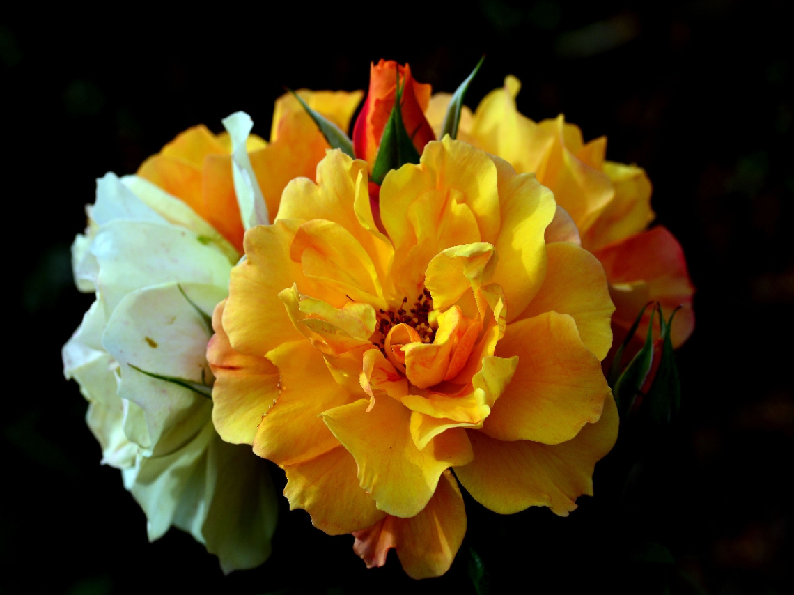 BLUMEN