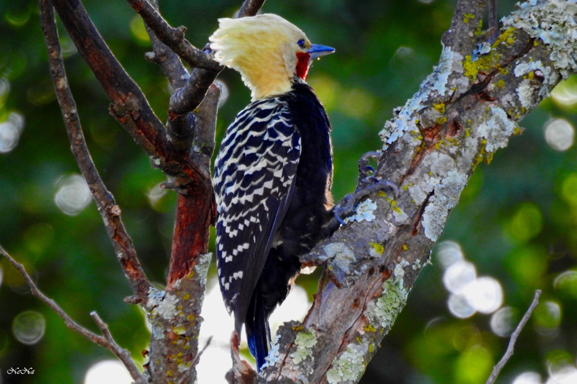 Blond-crested Woodpecker