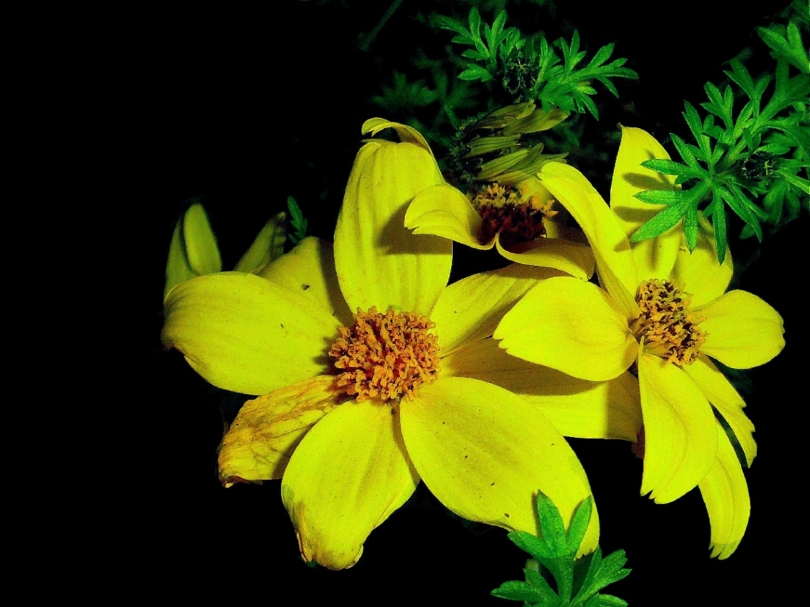 BLÜTEN