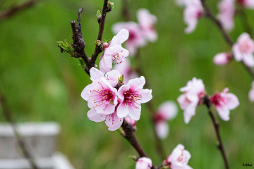 Kayısı Çiçekleri